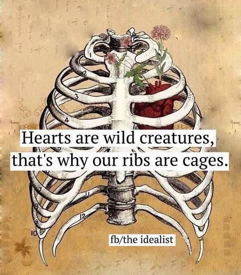 Hearts Are Wild Creatures Quote, Hearts Are Wild Creatures, Skeleton Wallpaper, Anatomical Heart Art, Heart Skull, Valentine Images, Art Journal Therapy, Heart Drawing, Wild Creatures