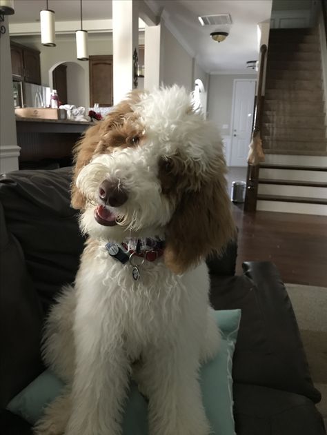 Parti Goldendoodle Parti Goldendoodle, Mini Doodles, Doodle Breeds, Doodle Bear, Double Doodle, Doodle Dogs, Chimney Rock, Golden Doodles, Mini Doodle