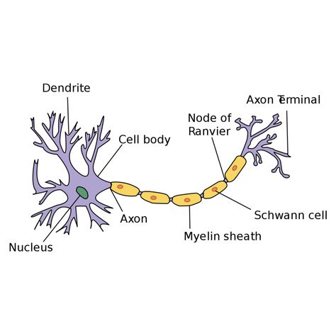 Nerve Cell Drawing, Myelin Sheath, Nurse Study, Nurse Study Notes, Brain Anatomy, Body Cells, Nerve Cell, Nursing Study, Tie Bar