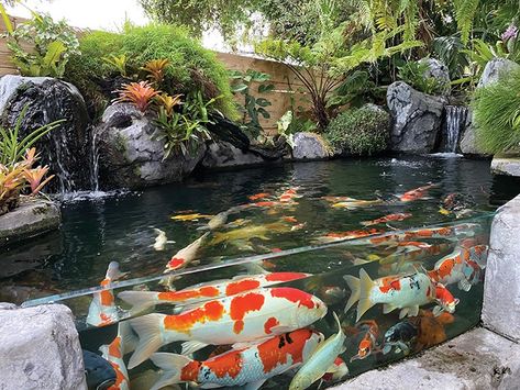 Koi Fish Tank Indoor, Koi Pond With Waterfall, Concrete Pond, Outdoor Fish Tank, Pond With Waterfall, Fish Ponds Backyard, Indoor Pond, Pond Construction, Kolam Koi