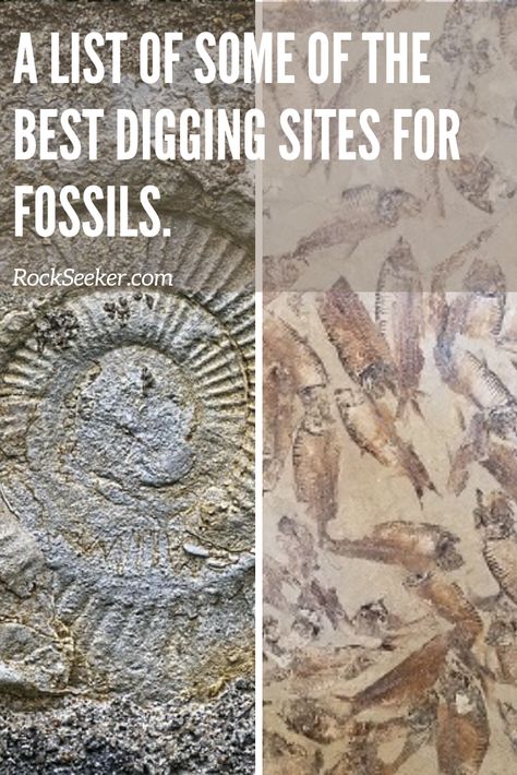 Diy Excavating Fossil, Fossil Display Ideas, Florida Fossils, Fossil Display, Artifact Hunting, Gem Hunting, Gem Hunt, Rock Collecting, Rock Tumbling