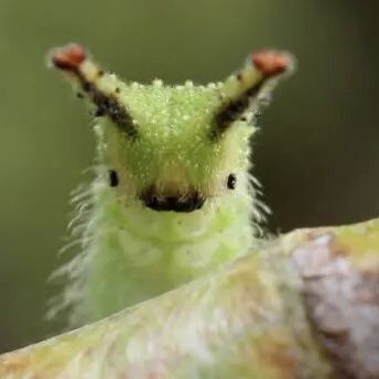 Emperor Caterpillar, Caterpillar, Green