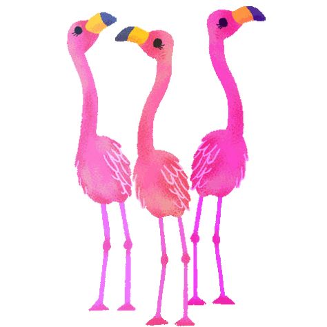 Flamingo Pfp Animal, Flamingo Videos, Flamingo Animation, Flamingo Dancing, Dolphin Gif Animation, Instagram Animation, Creative Brands, Video Creator, Animated Emoticons