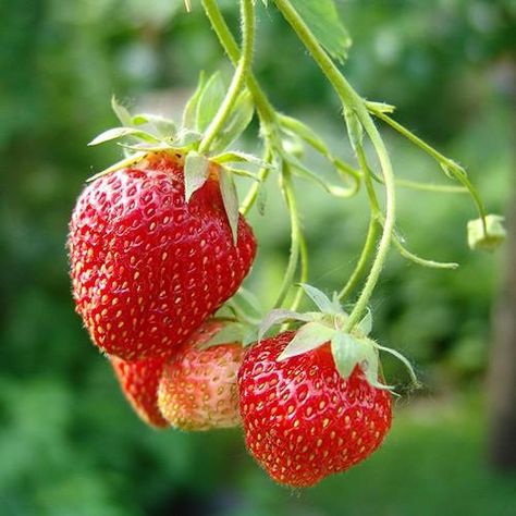 Strawberry Runners, Strawberries And Raspberries, Potted Fruit Trees, Types Of Berries, Fruits Photos, Stay Productive, Powdery Mildew, Strawberry Fruit, Early Autumn