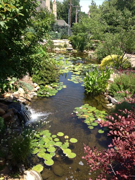 Natural Swimming Ponds, Landscape Design Drawings, Garden Pond Design, Pond Water Features, Pond Landscaping, Pond Life, Backyard Water Feature, Water Pond, Pond Design