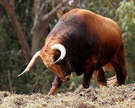 Toro Bravo (Bull) Bull Artwork, Bull Pictures, Animals With Horns, Long Horns, Bull Painting, Hanging Craft Ideas, Taurus Bull, Bull Art, Bull Tattoos