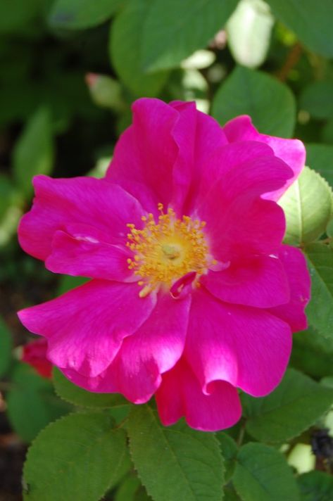 Rosa Gallica Officinalis, Apothecary Rose, Apothecary Garden, Romantic Medieval, Herb Gardens, Perennial Vegetables, Heirloom Roses, Companion Plants, Meteor Garden 2018