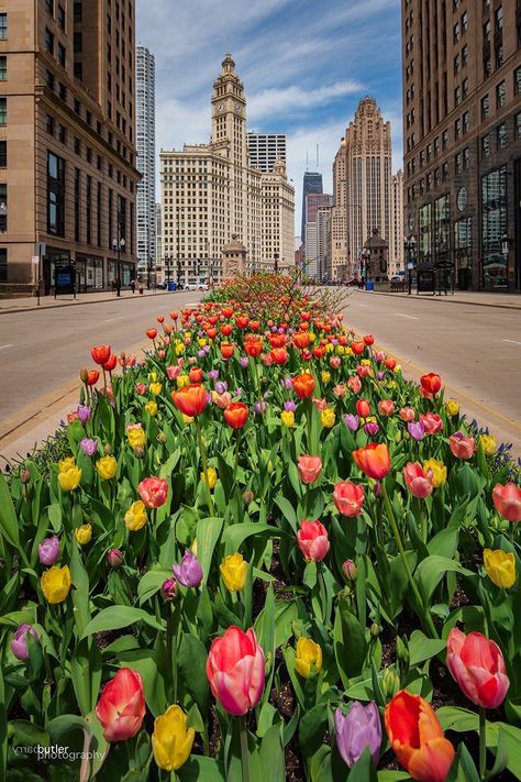 Chicago Fireworks, Michigan Avenue Chicago, Chicago Pride, Buckingham Fountain, Nights In White Satin, Color Explosion, Navy Pier, Michigan Avenue, Sunset City