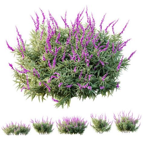 Salvia Plant, Salvia Illustration, Purple Sage Bush, Plant Png, Salvia Sclarea Plant, Mexican Sage, Salvia Confertiflora, Salvia Greggii, Purple Salvia