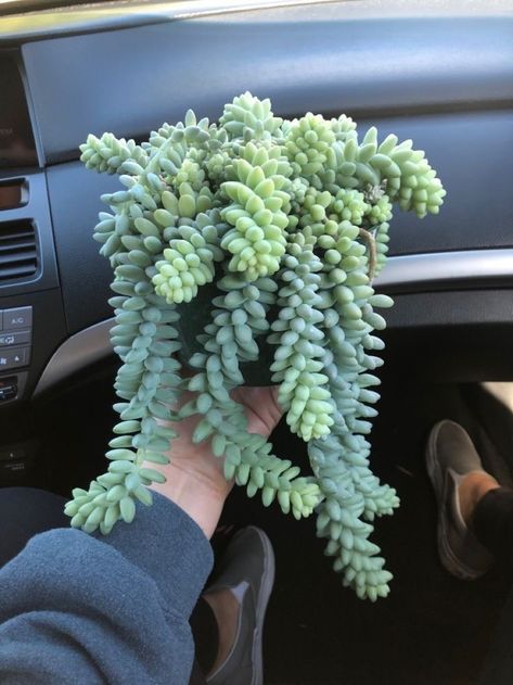 Donkey Tail Plant, Aesthetic Succulents, Succulent Aesthetic, Donkey Tail Succulent, Succulents Aesthetic, Indoor Plants Styling, Plant Goals, Hanging Plants Indoor, Indoor Herb