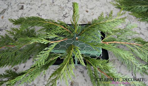 DIY Evergreen Christmas Centerpiece - Celebrate & Decorate Tree Arrangement, Holiday Mason Jar, Indoor Christmas Decor, Green Centerpieces, Evergreen Christmas, Easy Christmas Ornaments, Centerpiece Christmas, Jar Centerpieces, Garden Centers