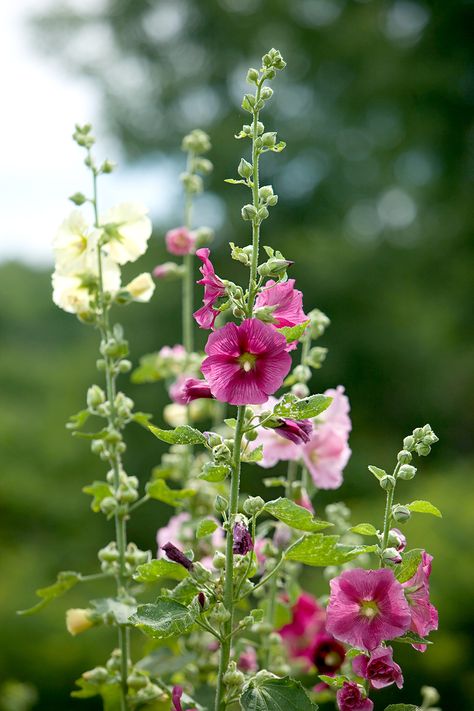 Big White Flowers, Garden Backdrops, Perennial Border, Border Plants, Perfect Backyard, Have Inspiration, Tall Plants, Flower Gardens, Perennial Garden