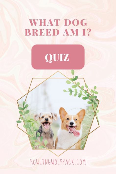 Have you ever looked at your dog and wondered what breed you would be if you had 4 legs and a tail? In this fun quiz you can finally answer the question of "What Dog Breed Am I?" Which Dog Are You, Dog Quizzes, Dog Breed Quiz, Types Of Puppies, Types Of Dogs Breeds, What Kind Of Dog, Dog Personality, Answer The Question, What Dogs