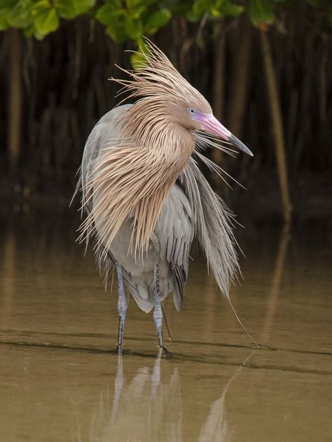 Reddish Egret (Egretta rufescens) - Fort De Soto, Florida  Among the most 'photogenic' and fun birds I have photographed, this reddish egret blew me away with its hunting and posing.  This was during a bathing pause. It puffed out its 'dreadlocks' and gave me this high fashion look.   Thanks for visiting! Reddish Egret, Aquatic Birds, Big Birds, Ecclesiastes 3, World Birds, Bird Photos, Bird Watcher, Shorebirds, Big Bird