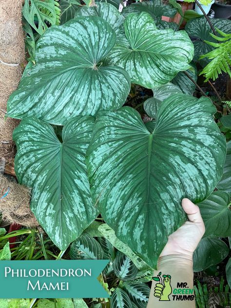 Philodendron Mamei, Large Leaf Plants, Wishlist Plants, Cactus Planta, Philodendron Plant, Variegated Plants, Cactus Y Suculentas, Plant Mom, Plant Lady