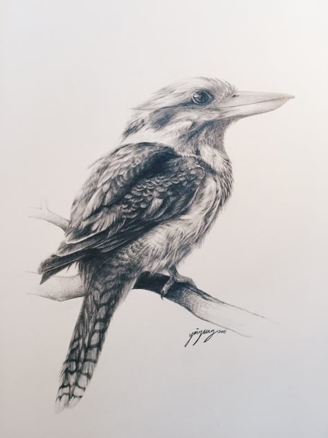 Kookaburra - a drawing by YY (2011) Graphite Pencil on Paper, A4 The iconic Australian bird, Laughing kookaburra, they are very common in the eastern part of Australia. Animal Tattoo Realistic, Kukaburra Tattoo, Kookaburra Tattoo Fine Line, Australian Animal Tattoo, Australian Bird Tattoo, Birds Sketches Pencil, Kookaburra Sketch, Australian Tattoo Ideas, Kookaburra Drawing