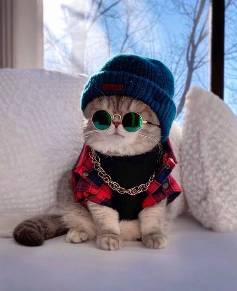 Cats Clothes, Cats In Hats, Cat Dress, Cat Clothes, Baby Cats, Cats Kittens, My Cat, Cool Cats, A Cat