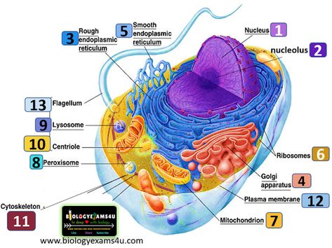 Animal Cell Structure, Cell Structure And Function, Nuclear Membrane, Eukaryotic Cell, A Level Biology, Plasma Membrane, Cellular Respiration, 8th Grade Science, Cell Division