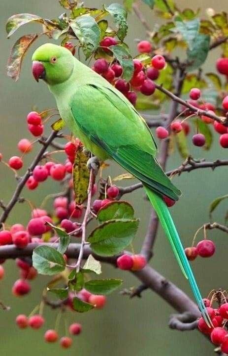 Indian Ringneck Parrot, Ringneck Parrot, Ring Necked Parakeet, शादी की तस्वीरें, Indian Ringneck, Green Birds, Parrots Art, Most Beautiful Birds, Haiwan Peliharaan