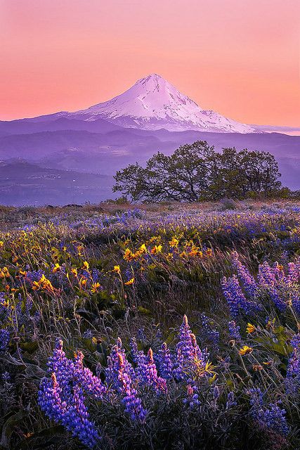 Purple Mountain Aesthetic, Traveling America, Collage Backgrounds, 2025 Moodboard, Purple Mountains, Purple Mountain Majesty, Books 2024, Pretty Views, Scenic Pictures