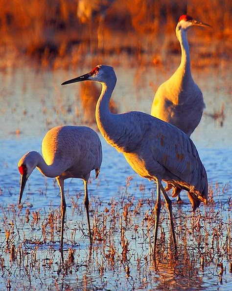 Sandhill Cranes, Sandhill Crane, Herons, Bird Watcher, Shorebirds, Photography Workshops, Big Bird, Bird Pictures, Exotic Birds