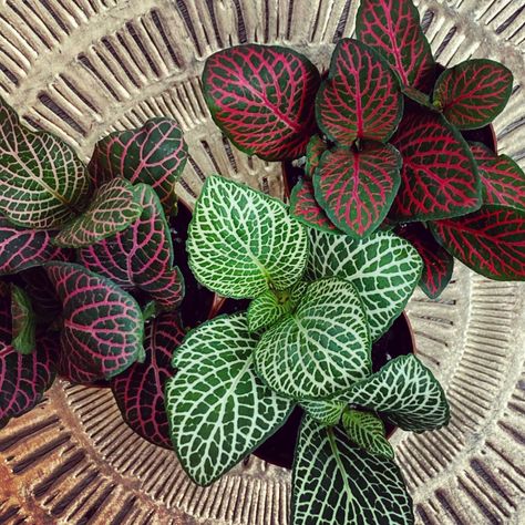 Nerve plants with distinctly veined leaves in redd, green, and white Pet Safe Plants, Mosaic Plant, Garden Care Tips, Nerve Plant, Plant Care Guide, Tropical House Plants, Root Rot, Leaf Plant, Terrarium Plants