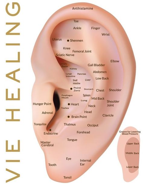 Ear Seeds – smile and breathe Ear Acupressure Points, Ear Reflexology, Ear Seeds, Sciatic Nerve, Acupuncture Points, Acupressure Points, Pressure Points, Reflexology, Acupressure