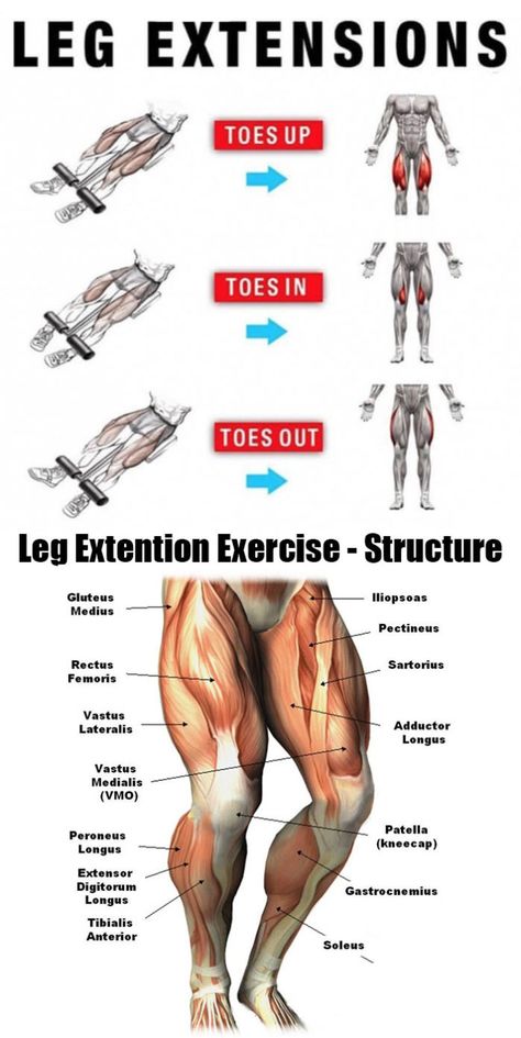 Legs Training, Quad Muscles, Leg Workouts Gym, Leg Workouts, Quad Exercises, Training Workouts, Nutrition Guide, Trening Abs, Legs Workout