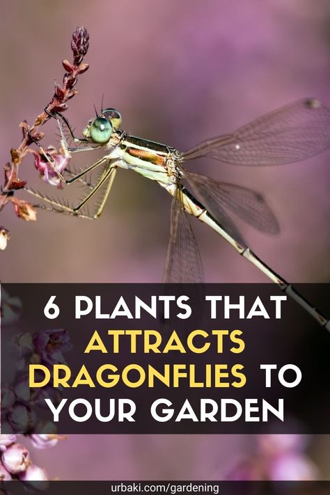 Hummingbird Plants Perennials, Dragonfly Habitat, Types Of Dragonflies, Plants That Love Shade, Backyard Birds Watching, Dragon Flys, Hummingbird Plants, Colorful Dragonfly, Garden Bugs