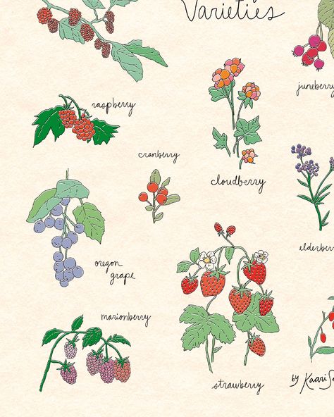 Berry Varieties Drawing these posters for my 2024 Kaari’s Kitchen collection has been enlightening! During my research phase, I’ve stumbled upon more than a few interesting and surprising facts about common edible plants. For example, the fruit I chose to put on this illustration are just ones we think colloquially as berries. So, *disclaimer and fun fact*, I learned that strawberries, raspberries and blackberries (along with a few others drawn here) are not in fact true berries in the bota... Blackberries Drawing, Blackberry Illustration, Berries Drawing, Berry Drawing, Berries Illustration, Raspberry Pattern, Raspberry Plants, Berry Print, Strawberry Aesthetic