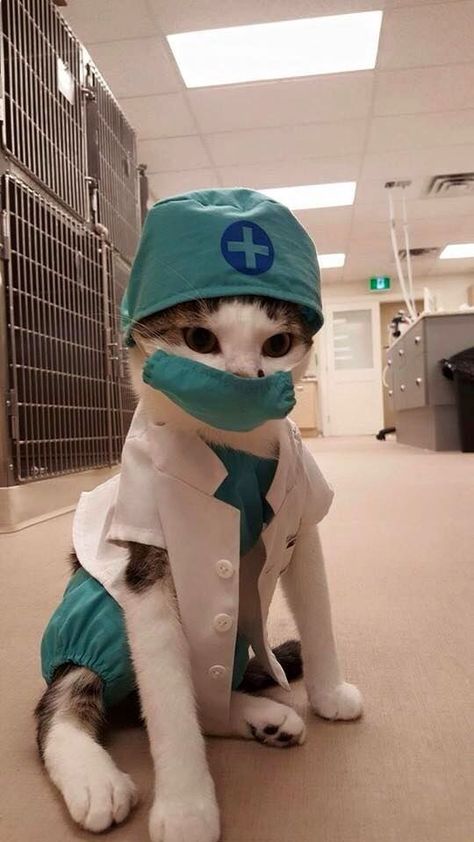 Doctor Cat, Tiny Cats, Funny Cat Memes, Cat Costumes, Pet Costumes, The Funny, Silly Cats, Cat Clothes, Crazy Cat Lady