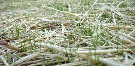 Benefits of Spreading Straw or Mulch Over Grass Seed By: Julie Day Growing Grass From Seed, How To Grow Grass, Planting Grass Seed, Mushroom Compost, Straw Mulch, Planting Grass, Growing Grass, Succulent Seeds, Seed Starter