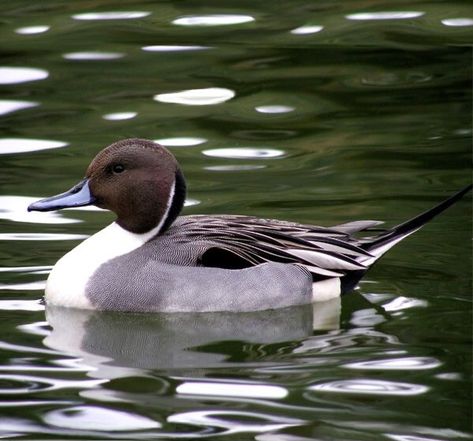 Northern Pintail, Pintail Duck, Duck Species, Decoy Carving, Waterfowl Hunting, Bird Carving, Duck Decoys, Bird Hunting, Wood Ducks