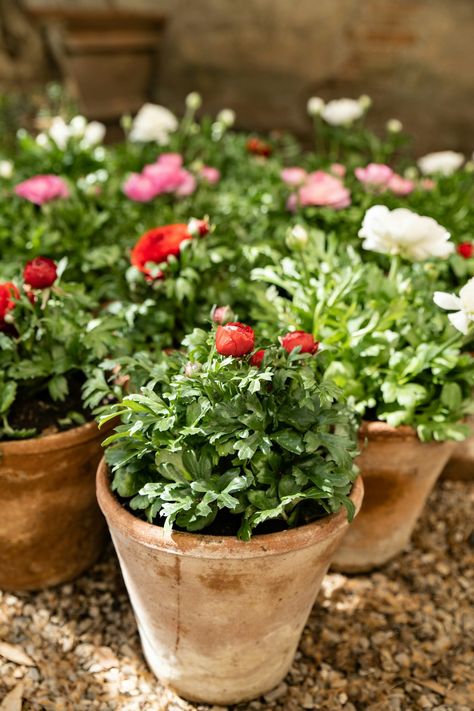 Growing Ranunculus in Pots: A Simple Guide — Meadowlark Journal Ranunculus In Pots, Growing Ranunculus, Ranunculus Bulbs, Ranunculus Garden, East Facing Garden, West Facing Garden, Ranunculus Flowers, Soil Improvement, Tomato Plants