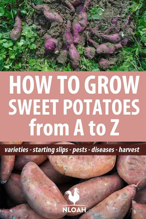 Harvest Sweet Potatoes, Grow Sweet Potatoes, Sweet Potato Slips, Growing Sweet Potatoes, Delicious Veggies, Vertical Vegetable Garden, Backyard Vegetable Gardens, Organic Vegetable Garden, Survival Gardening