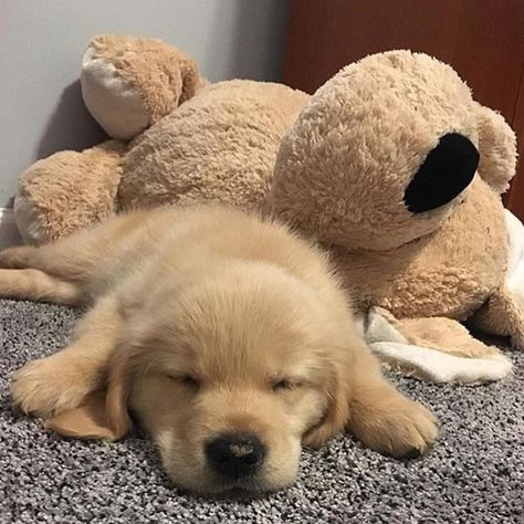 Sleepy dog 😴 Golden Retriever Sleeping, Sleepy Dog, Sleepy Animals, Rosé Dog, Sleepy Dogs, Golden Puppy, Sunday Mood, Sleeping Puppies, Cute Kitty