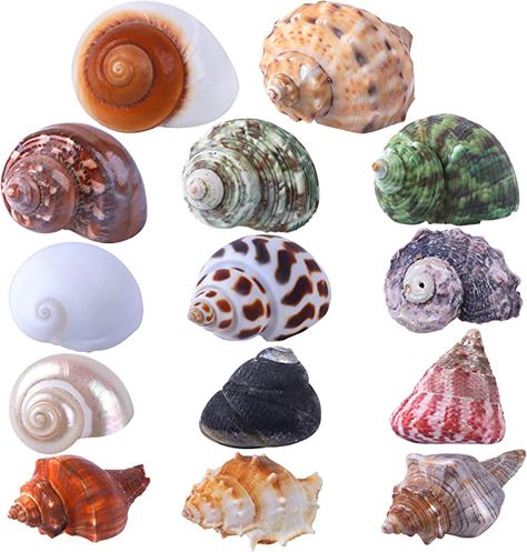 Amazon.com : 14PCS 14 Kind Natural Hermit Crab Shells Size 1" - 3.5", Opening 0.8" - 1.5" Hermit Crab Supplies Pearl Turbo Seashell for Décor : Pet Supplies Hermit Crab Shells, Crab House, Big Shell, Crab Shells, Hermit Crab, Conch Shell, Red And White Stripes, Conch, Crab