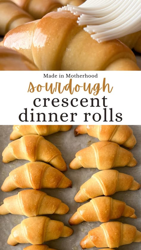 The top image is a sourdough crescent dinner roll being brushed with butter, and the bottom image is sourdough crescent dinner rolls lined up on a parchment lined baking sheet. Fall Sourdough, Easy Homemade Rolls, Crescent Dinner Rolls, Sourdough Dinner, Crescent Rolls Recipe, Sourdough Dinner Rolls, Homemade Crescent Rolls, Recipe Using Sourdough Starter, Sourdough Rolls