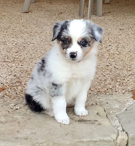 Australian Shepherd, Puppies, Pet, Stone, Dogs