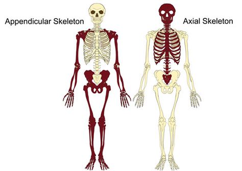 The Axial & Appendicular Skeleton | Bones and functions explained Skeleton Worksheet, Appendicular Skeleton, Types Of Joints, Skeletal System Worksheet, The Human Skeleton, Axial Skeleton, Medical Terminology Study, Types Of Bones, Arm Bones