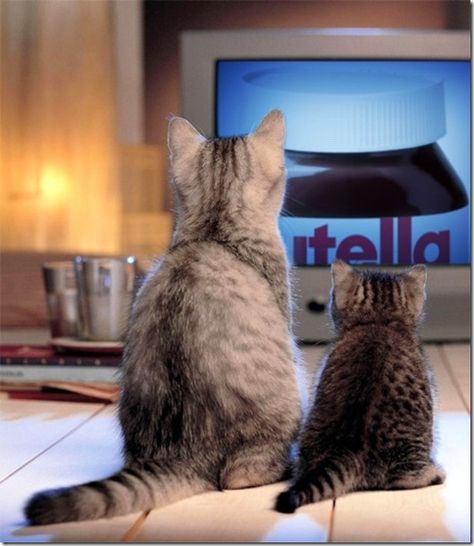 For all you Nutella fans - MoneySavingExpert.com Forums Cat Watch, Two Cats, Funny Cat Pictures, Cute Kittens, Cats Meow, Animal Planet, Underworld, Crazy Cat Lady, 귀여운 동물