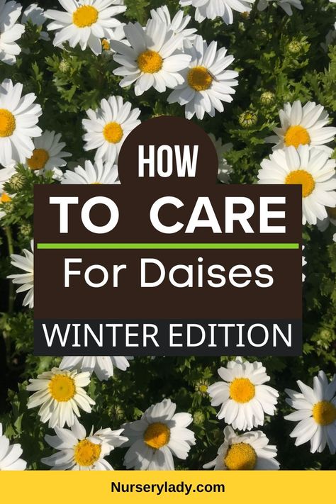 Winter plant care -
Cold weather gardening -
Frost protection -
Flower maintenance -
Winterizing daisies -
Seasonal gardening -
Flower preservation -
Protecting plants from cold -
Garden winterization -
Winter bloom care -
Seasonal flower care -
Frost-resistant plants -
Winter gardening tips -
Flowering plants in winter -
Plant insulation techniques -
Winter plant survival -
Garden protection strategies -
Winter flower care guide -
Winter garden maintenance -
Daisy winter care essentials - Daisy Care, Winter Care, Fall Plants, Early Spring, In The Winter, In The Fall, The Winter, Take Care, Insulation