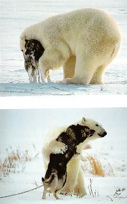 polar bear and wolf pup buddies Odd Animal Couples, Bear Goddess, Bear And Wolf, Unusual Animal Friends, Animal Couples, Unlikely Animal Friends, Svalbard Norway, Bubble Fish, Animal Hugs