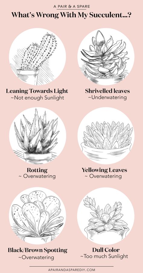 Here's How You Can Save Your Succulent! Different Types Of Plants, Different Types Of Succulents, Kaktus Dan Sukulen, Planting Garden, Cactus Terrarium, Easy Plants To Grow, Types Of Succulents, Succulent Gardening, Succulent Care