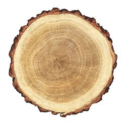 wooden stump isolated on the white background. round cut down tree with annual rings as a wood texture. Noah Arc, Shed With Porch, Hawaii Party, Mood Images, Daycare Activities, Wooden Gates, Timber Cladding, Wood Circles, Design Seeds