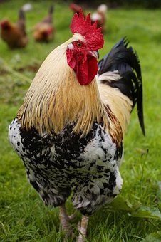 Cockerel, Foul, Bird, Beak, Colorful Australorp Chicken, Hen With Chicks, Chicken Wallpaper, Cute Chicken Coops, Chicken Images, Bantam Chickens, Gamebirds, Chicken Life, Rooster Painting