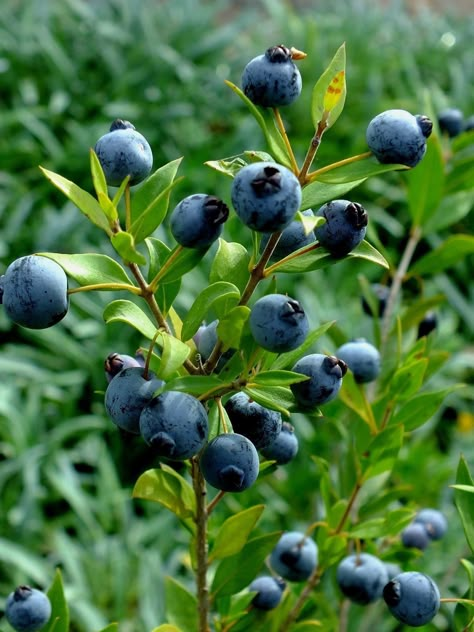 Blueberries Aesthetic, Huckleberry Plant, Blueberry Aesthetic, Berries Photography, Blueberry Tree, Acidic Soil, Blueberry Plant, Blue Berries, Fruit Picture