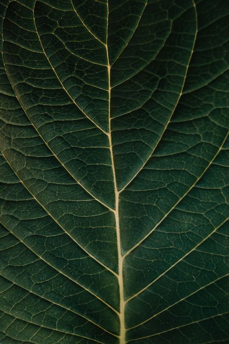 Macro Photography Nature, Leaf Veins, Leaf Photography, Iphone11 Pro, Macro Flower, Texture Photography, Leaf Texture, Close Up Photography, Wallpaper Download