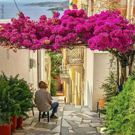 Bougainvillea Trellis, Bougainvillea Tree, Casa Country, Mediterranean Garden, Aegean Sea, Bougainvillea, Terrace Garden, Mediterranean Sea, Tropical Garden