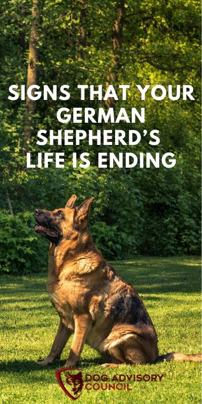 German Shepherds are some of the most popular breeds in the United States. They're also one of the smartest and hardworking dogs, which is why they've been used as service animals. But with that intelligence comes a shorter lifespan than other breeds. How long do German Shepherds live? It's important to know these facts before you commit to bringing one into your family home because it can help determine how much time you may get with them. Dogs Birthday Ideas, Dogs Aesthetic Wallpaper, Dogs Captions Instagram Cute, Dogs And Puppies Videos, Dogs Cuddling, German Shepherd Grooming, Red German Shepherd, Dogs At Weddings, German Shepherd Puppies Training